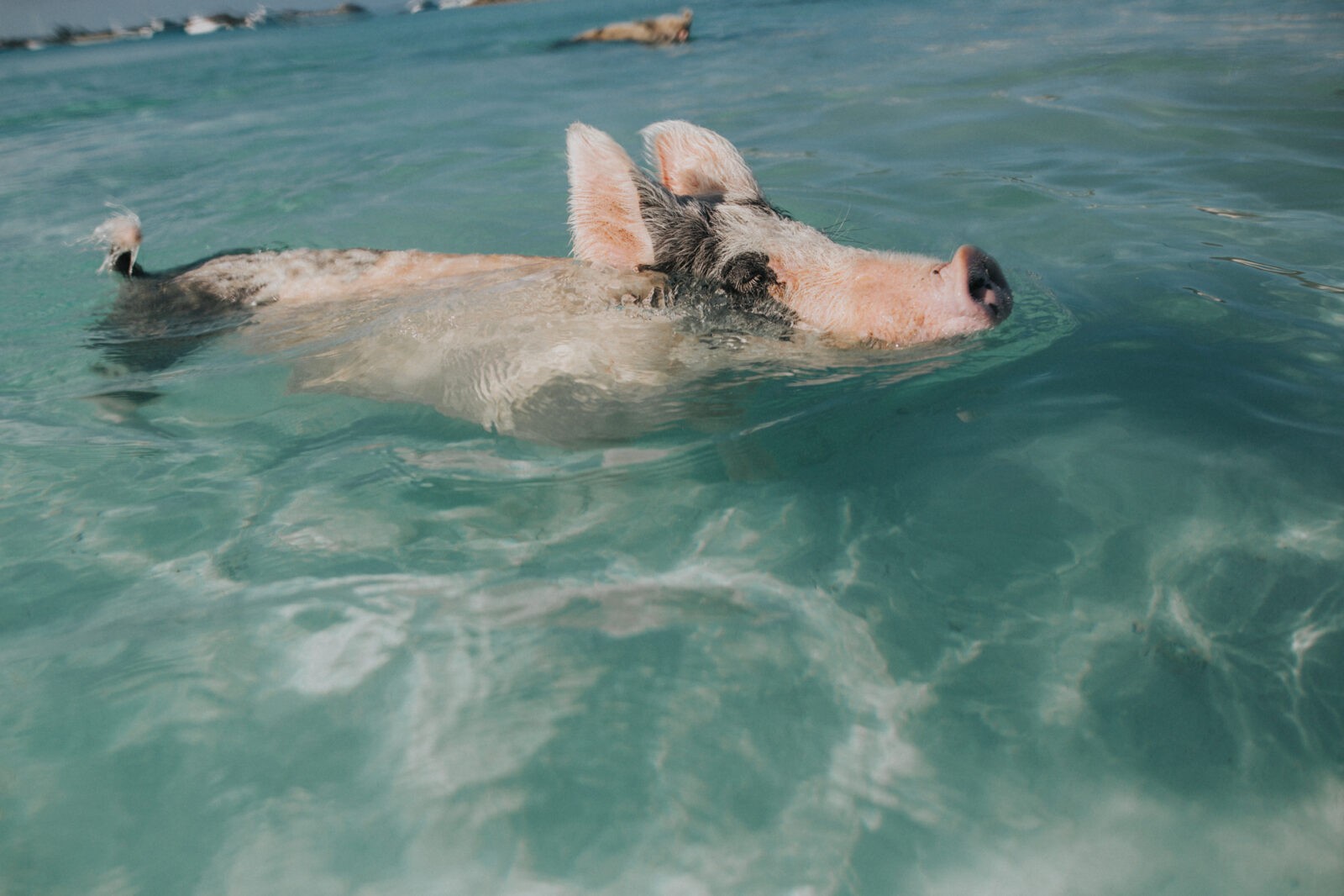 bahamas swimming pigs